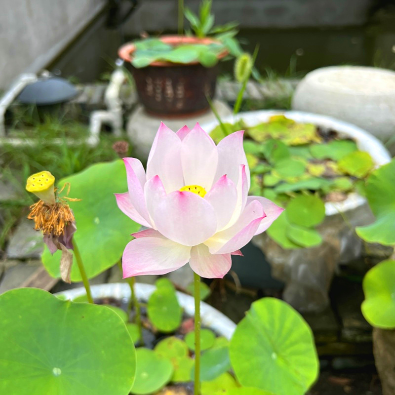 碗莲正版微型小荷花种藕块根茎自收种子实生小苗夏季开花