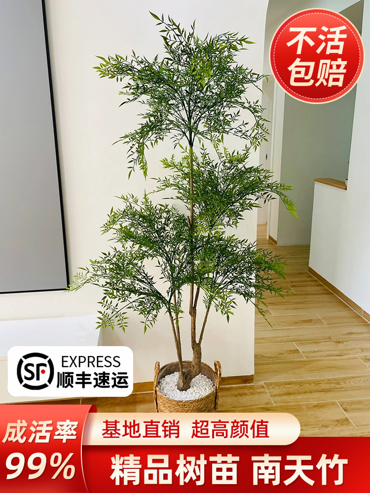 南天竹盆栽土培树苗真树水培绿植老桩客厅盆景造型水养带根火焰红