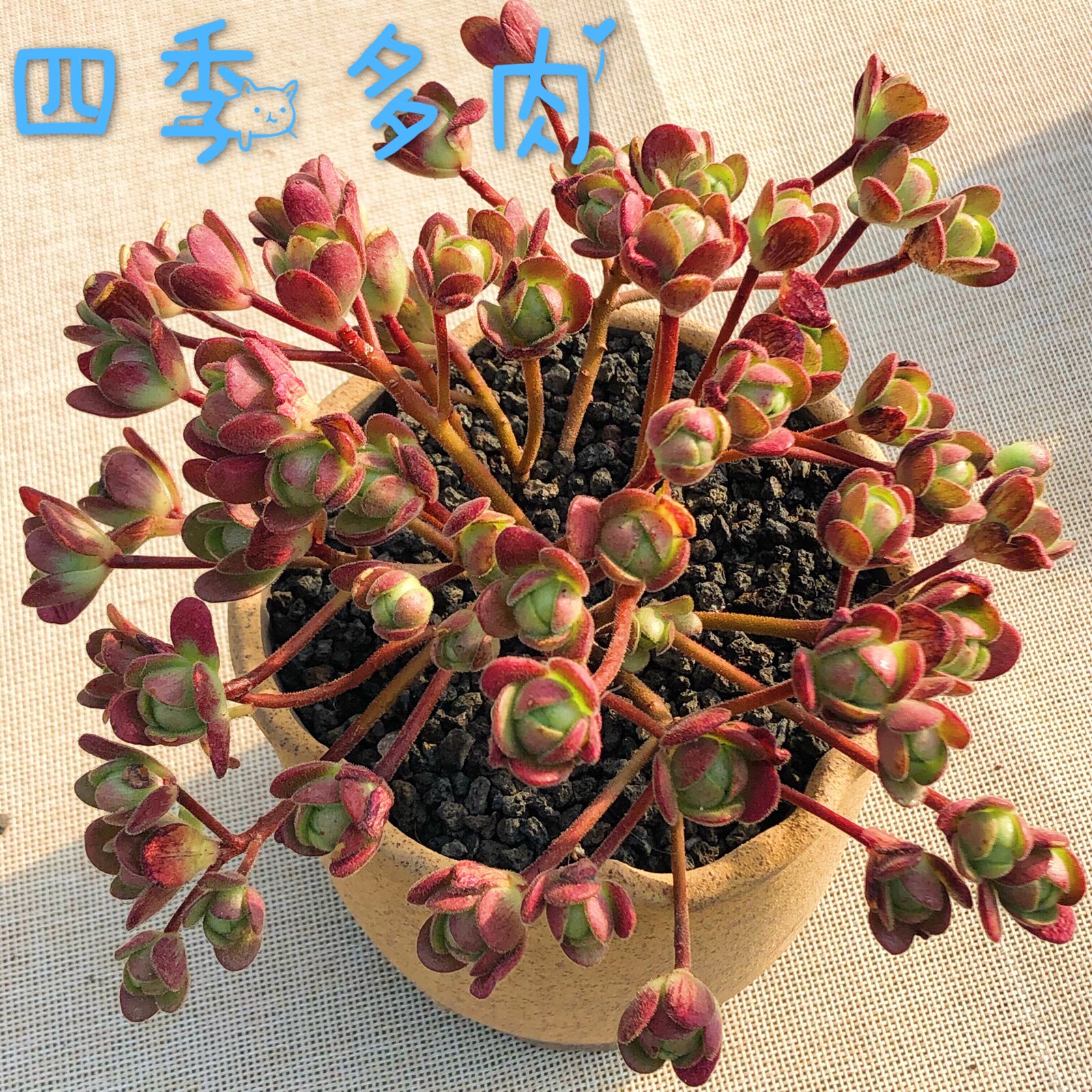 特价橄榄球玫瑰_橄榄球玫瑰群9-10头 品相如图 多肉植物 四季多肉