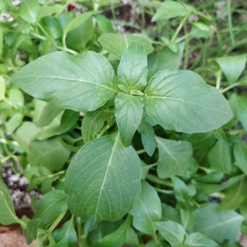 大叶荆芥种子香荆荠线荠四棱杆蒿假苏种子野菜荆芥籽露天盆栽蔬菜