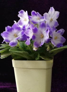 非洲堇 非洲紫罗兰 ness blueberry kiss 蓝莓之吻(俄系)