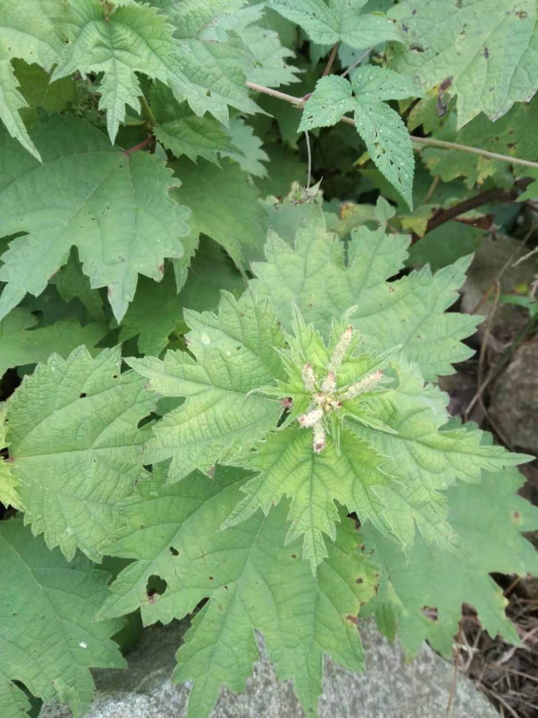 入要河麻 野生现采 秒杀荨麻苗盆栽包邮荨麻种子门口防盗草易种活