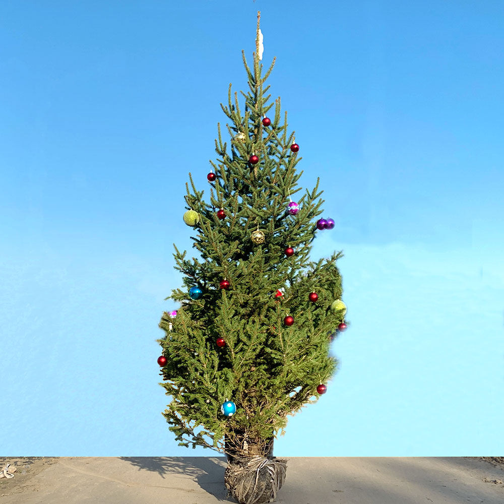 圣诞树家用真树-特价促销-优惠券领取-价格|多少钱