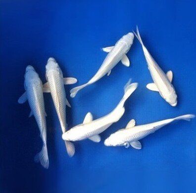 鱼苗淘宝天猫优惠券大全_品牌精品汇聚_价格大全 pc版 第46页-最宠网