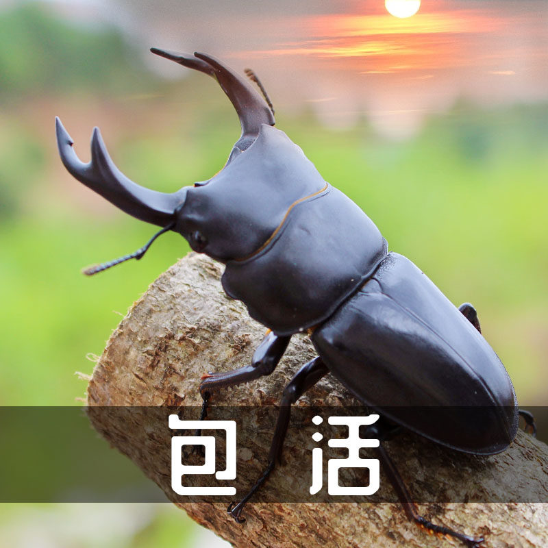 8淘宝新品彩虹锹甲 独角仙宠物甲虫幼虫成虫锹形虫爬虫昆虫活体彩色