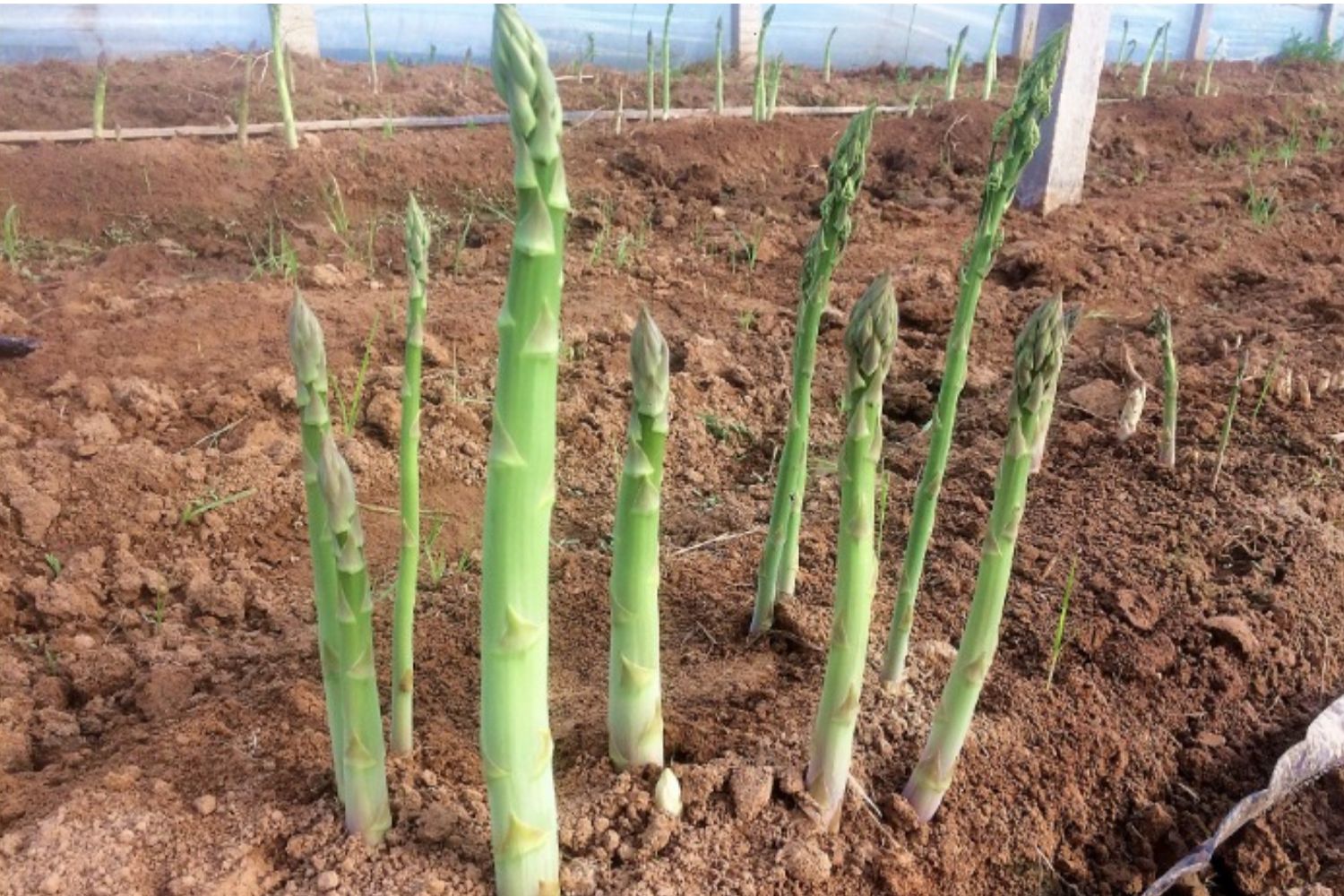 山东细青芦笋绿芦笋新鲜蔬菜2/3/4斤装脆嫩龙须菜现采产地直发在类目 水产肉类/新鲜蔬果/熟食, 新鲜蔬菜/蔬菜制品, 新鲜蔬菜, 芦笋中 - 来自Buy2taobao.com提供专业的淘宝代购服务