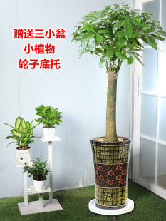 客厅发财树大棵绿植室内盆栽大型开业大型盆景四季花卉辫子不含盆