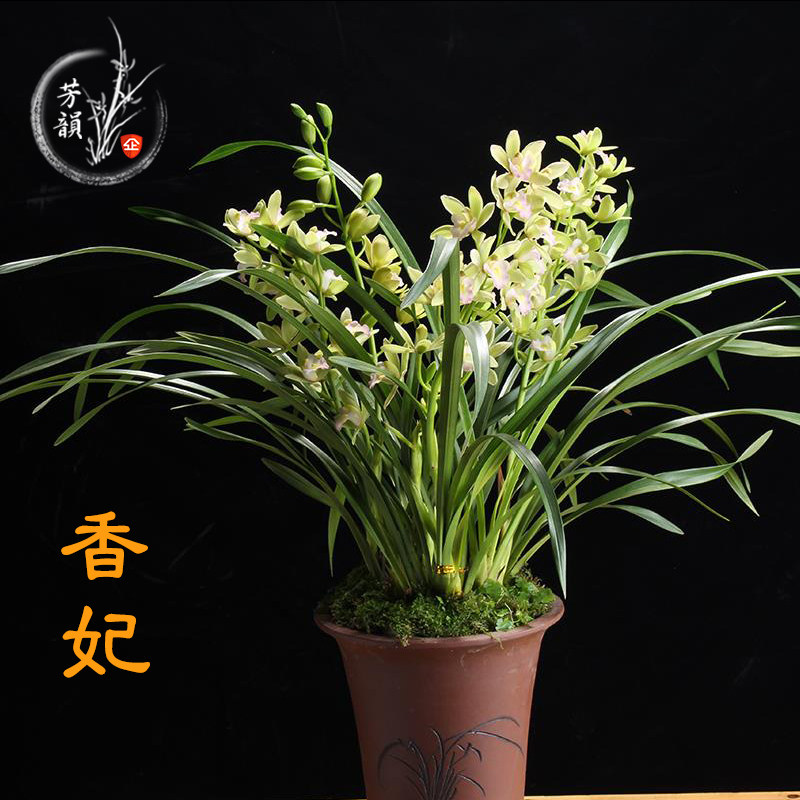 香妃兰花苗带花苞四季建兰室内防辐射吸甲醛观叶植物客厅绿植盆栽