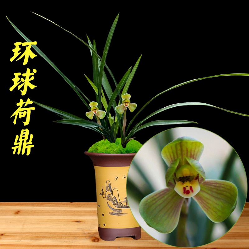 兰花苗春兰浓香环球荷鼎花卉绿植观花植物阳台室内好养盆栽