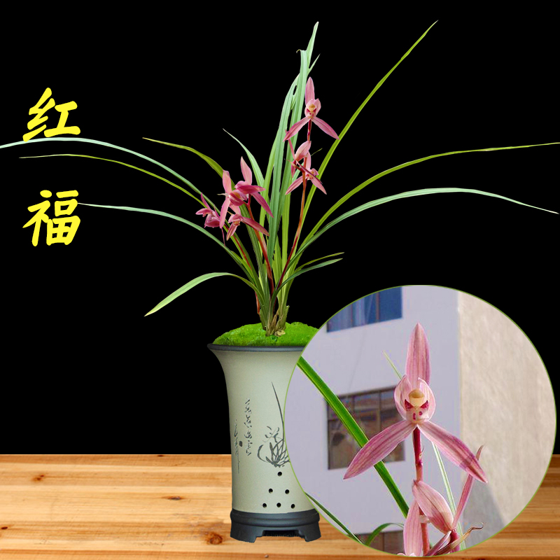 兰花苗春剑红福花浓香室内阳台绿植好养名贵四季植物兰草盆栽建兰