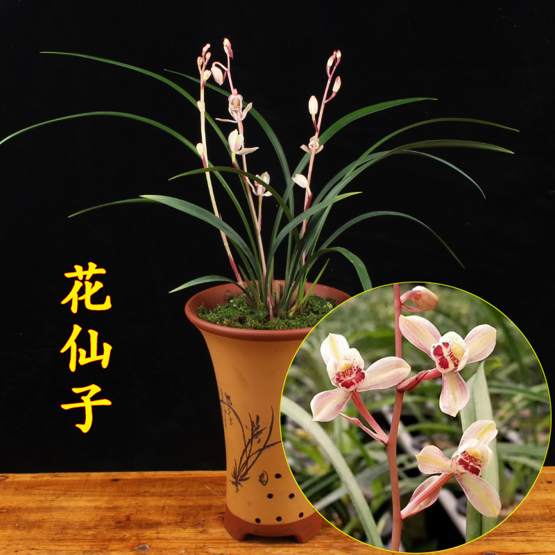 兰花苗建兰花仙子浓香花苞室内绿植好养名贵四季兰植物兰草盆栽