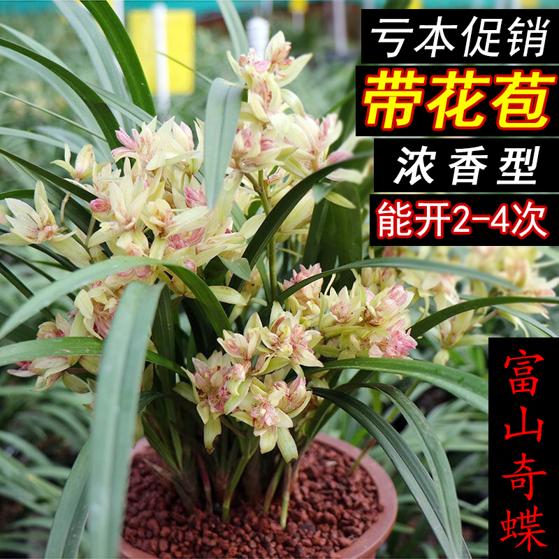 富山奇蝶兰花夏秋带花苞建兰四季兰盆栽客厅阳台花卉植物室内花