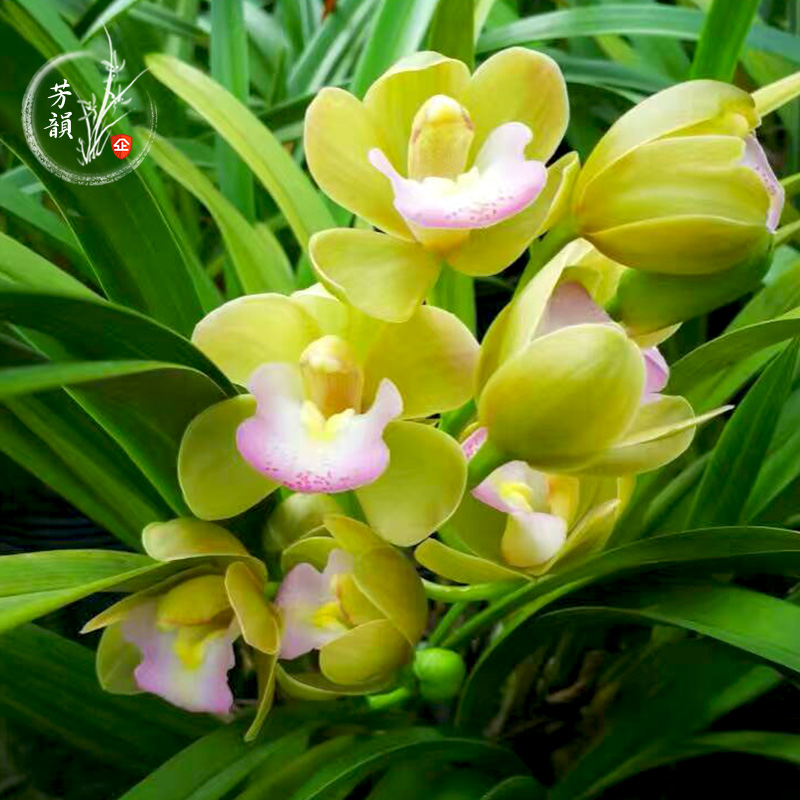 香格格 矮种兰花 建兰四季兰花苗室内观花植物绿植盆栽花卉