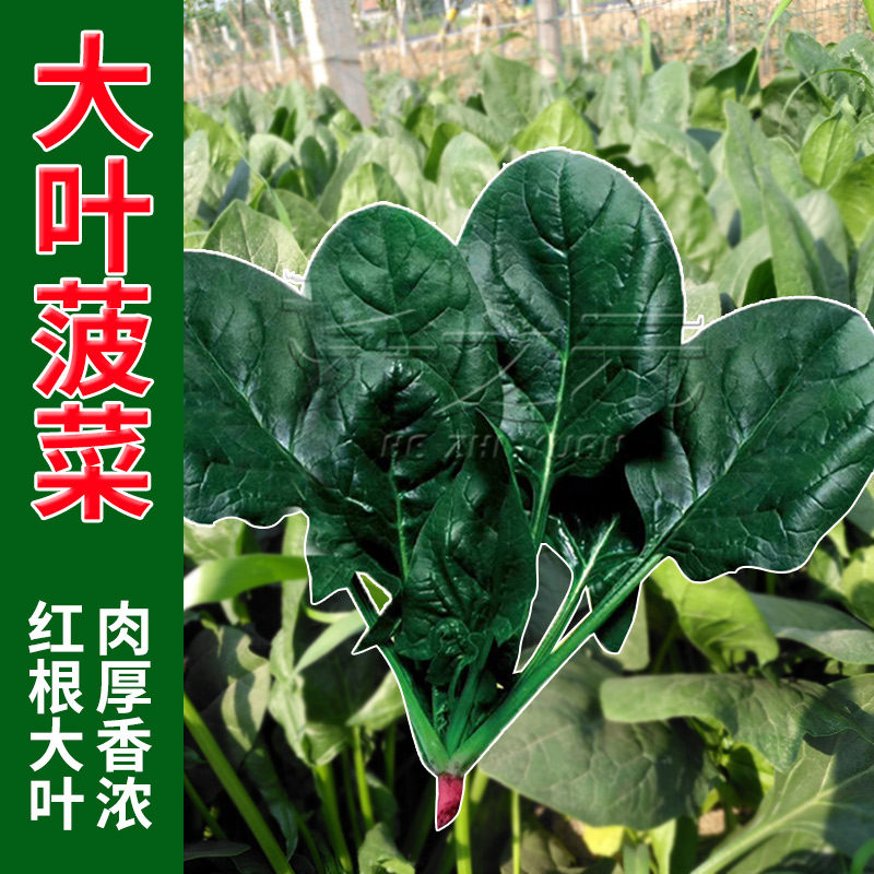 大叶菠菜种子耐热夏季种籽菠菜种籽春秋冬四季农家蔬菜菠菜籽种孑