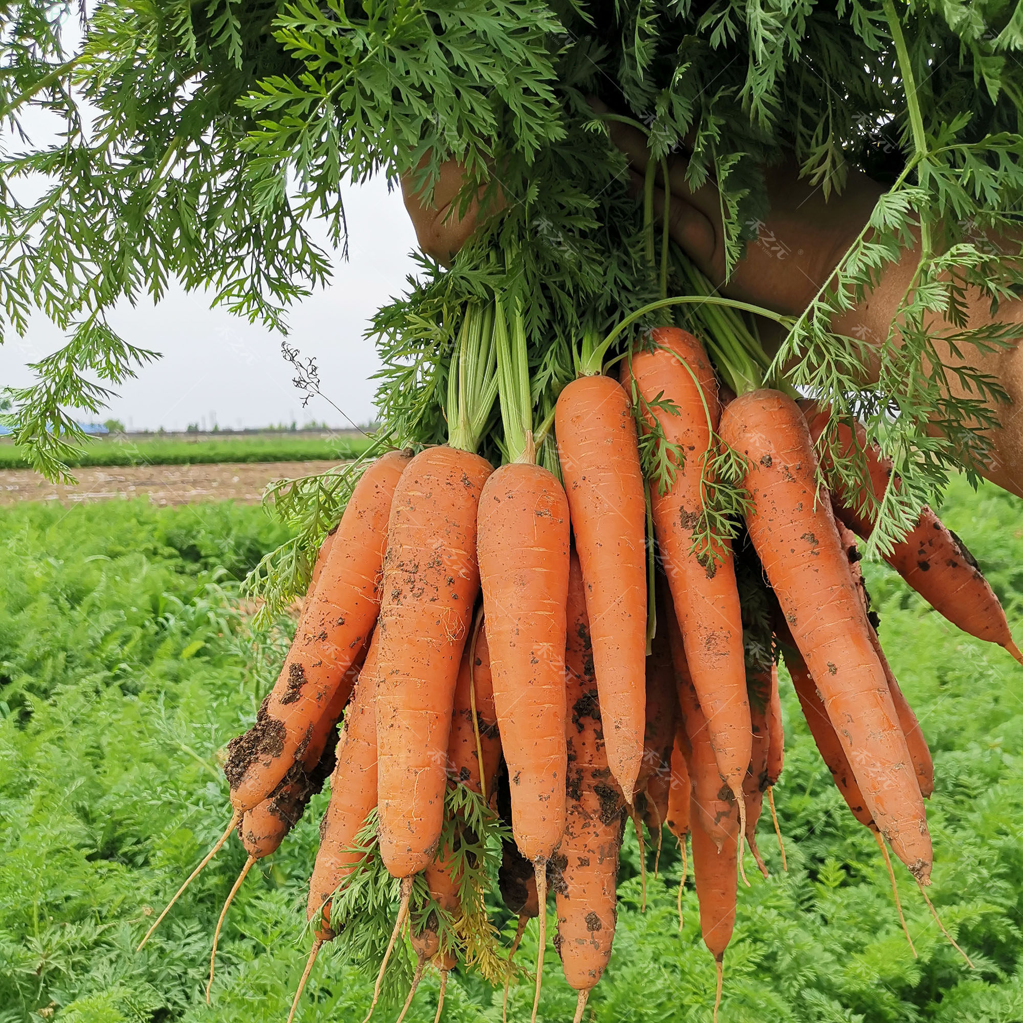 红福212胡萝卜种子春播秋六寸胡萝卜老水果蔬菜种孑秋季大禾之元