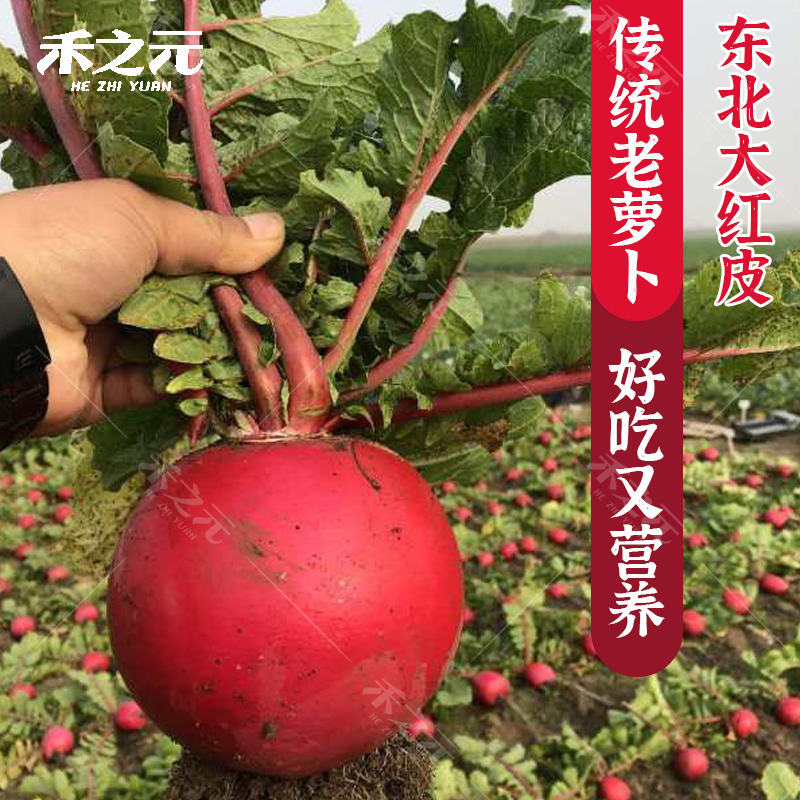 东北红皮萝卜种子秋季四季种籽传统大红萝卜水果孑禾之元种业