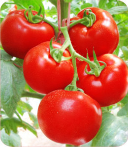 禾之元种业大棚番茄种子西红柿春夏种籽威尼斯四季199四季秋冬季