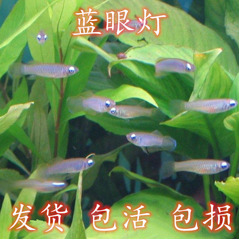 群游小型蓝眼灯鱼女王蓝眼灯鱼易饲养