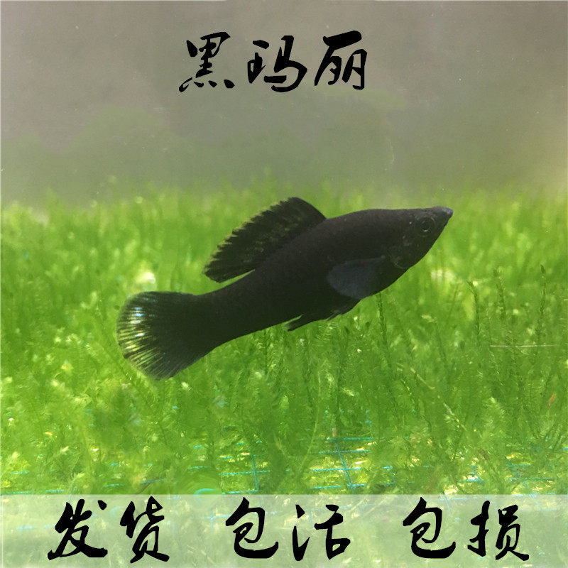 胎生鱼胎生鱼活体金银黑玛丽皮球金银球玛丽鱼胎生热带观赏鱼活体
