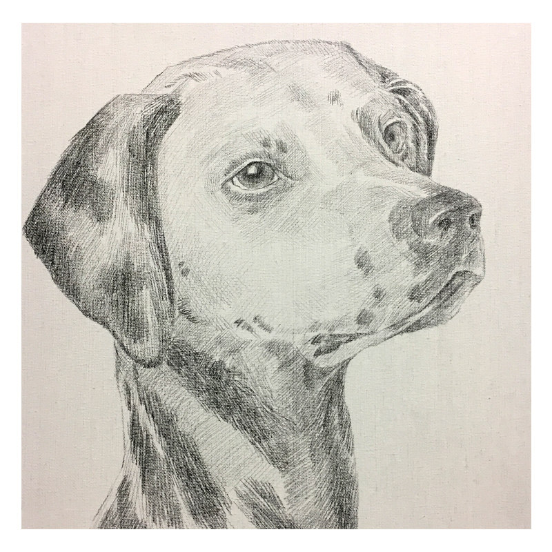 姚慧铅笔素描《斑点狗》有内框(有作画过程)