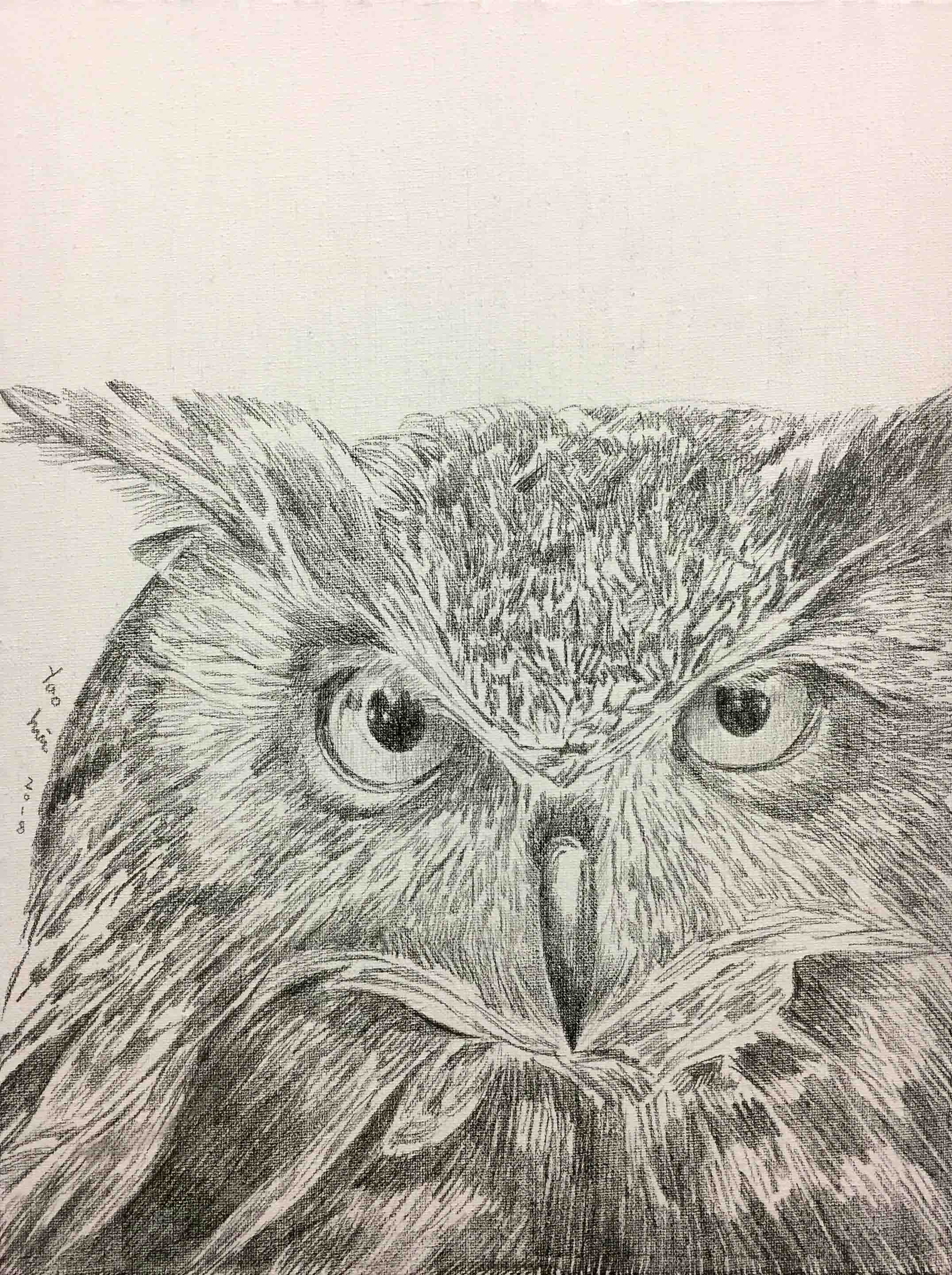 姚慧素描《猫头鹰》配内框(有作画过程图)