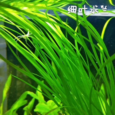 细叶水兰原生缸水草溪流缸造景无需二氧化碳新手水草鱼缸大水兰