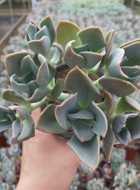 鹤氏多肉植物老桩群生大颗办公室阳台花卉绿植盆栽组合防辐射新手