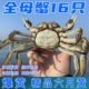 全母六月黄16只鲜活水产品特大童子蟹 螃蟹 香辣蟹新鲜江苏大闸蟹