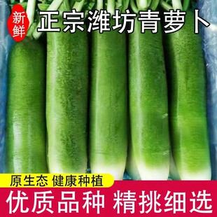 潍坊萝卜新鲜10斤水果萝卜正宗甜脆型青皮绿萝卜生吃潍县沙窝萝卜