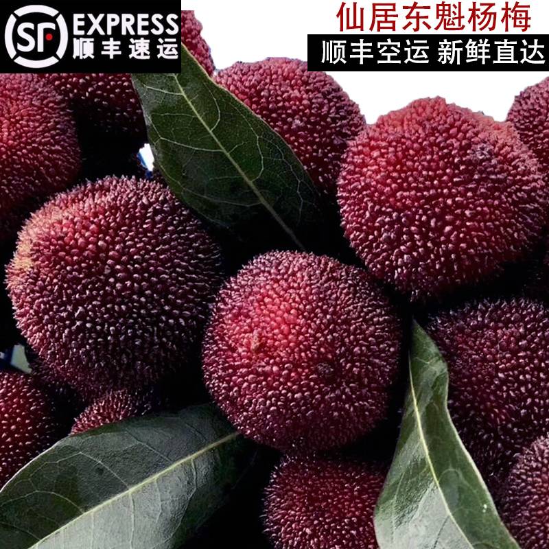 老店铺 正宗仙居乒乓东魁杨梅新鲜现摘孕妇6斤水果礼盒装顺丰空运|ruв категории водной мясо/свежие фрукты и овощи/еда, свежие фрукты, 杨梅 - от Buy2taobao.com для оказания профессиональной услуги покупки агента Taobao
