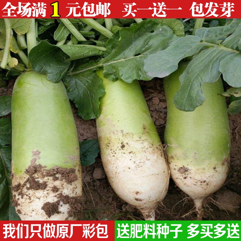 青萝卜种子籽正宗甜脆水果萝卜肉翠绿高产秋播蔬菜孑隆达萝卜7号