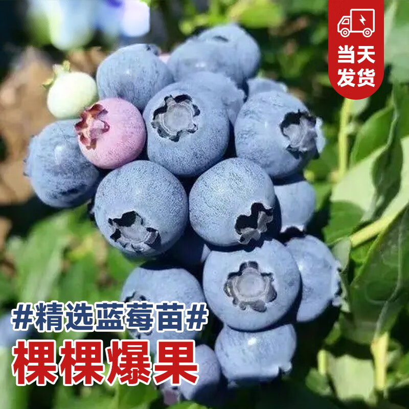 四季蓝莓树果苗带果兔眼盆栽地栽阳台庭院南方种植当年结果蓝莓苗