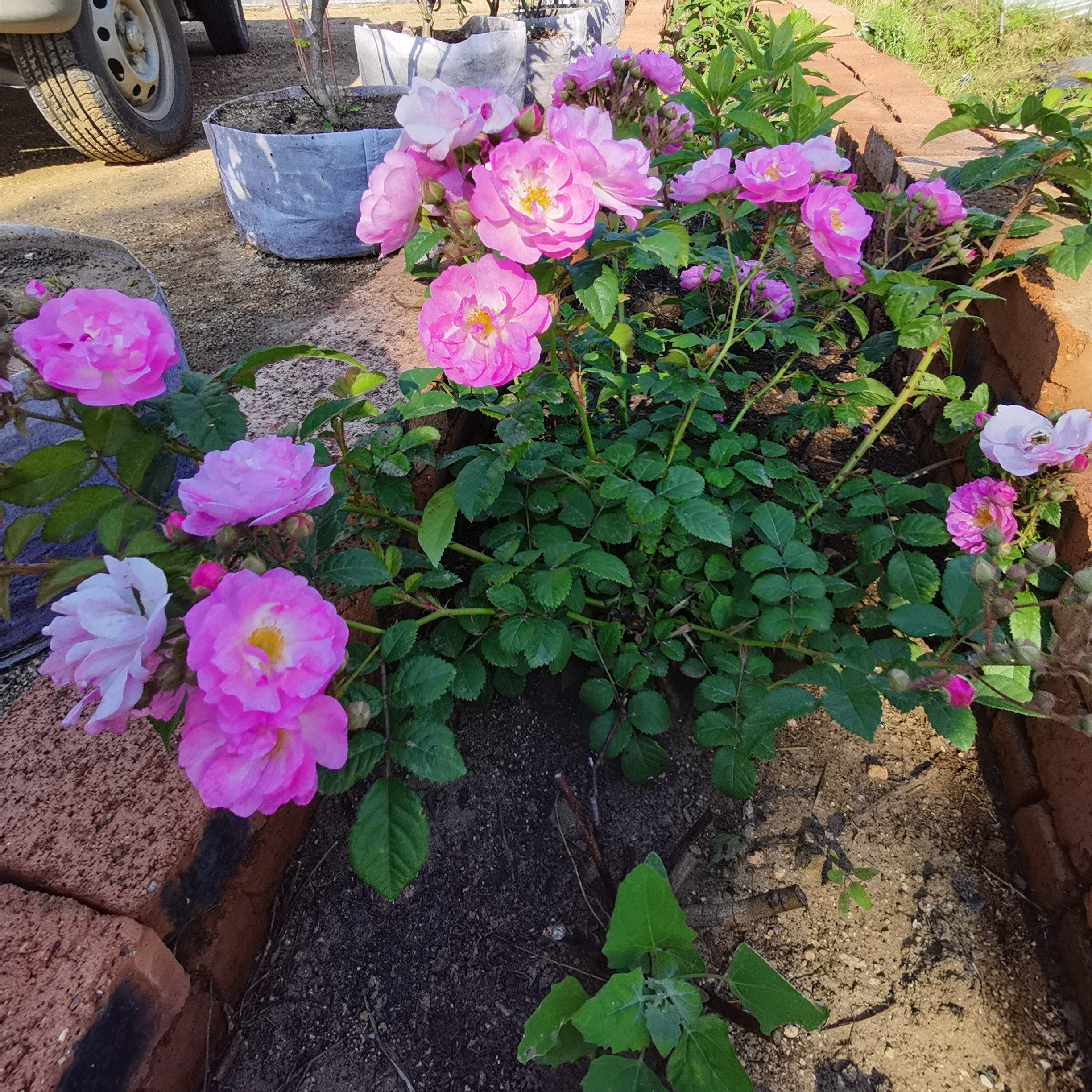 耐寒蔷薇窗台花卉庭院 盆栽地栽爬藤月季藤本月季南北方室外种植