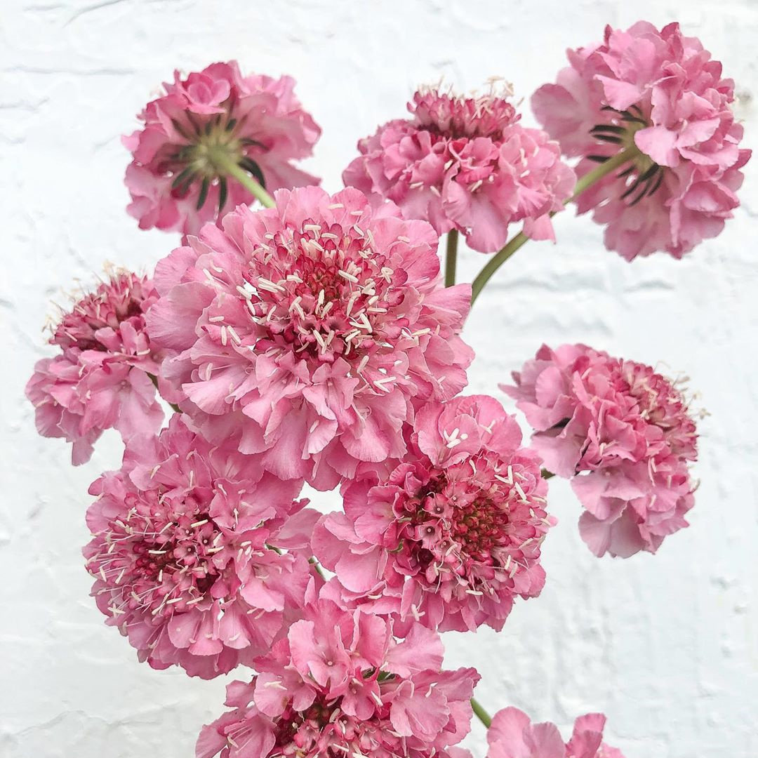 紫盆花适合秋天种的花种子四季室外开花北方易活室内秋季悠然园艺