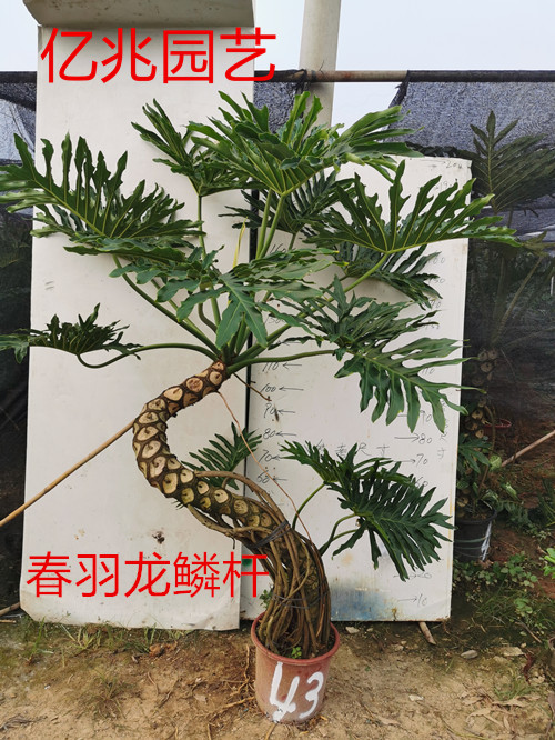 亿兆春羽龙鳞杆老桩室内大小盆栽一物一拍水培绿植吸甲醛自产自销