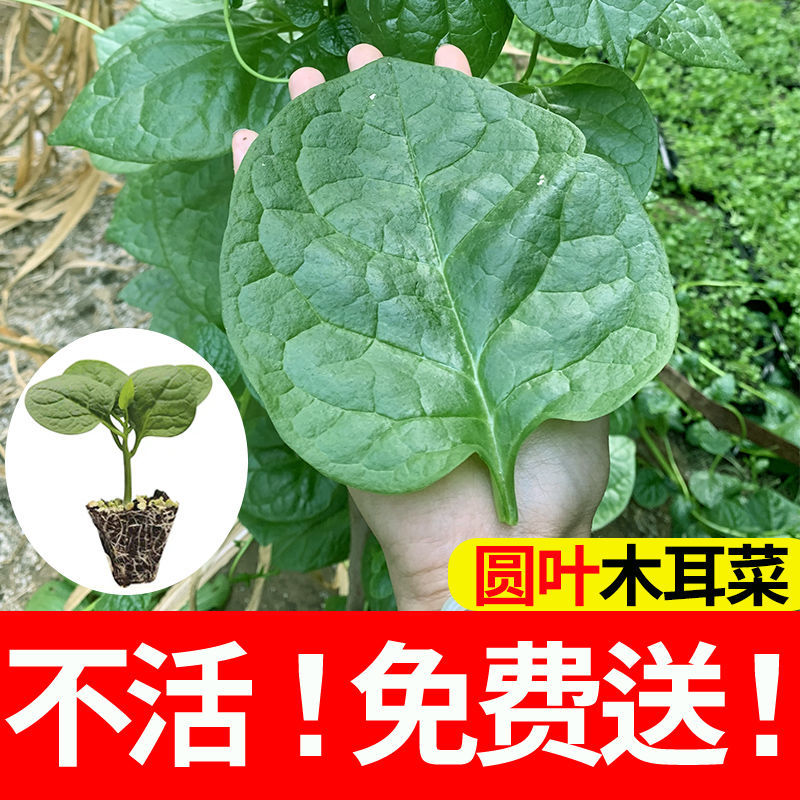 特大圆叶木耳菜苗种子秧苗四季春秋盆栽阳台食用豆腐菜种籽蔬菜苗