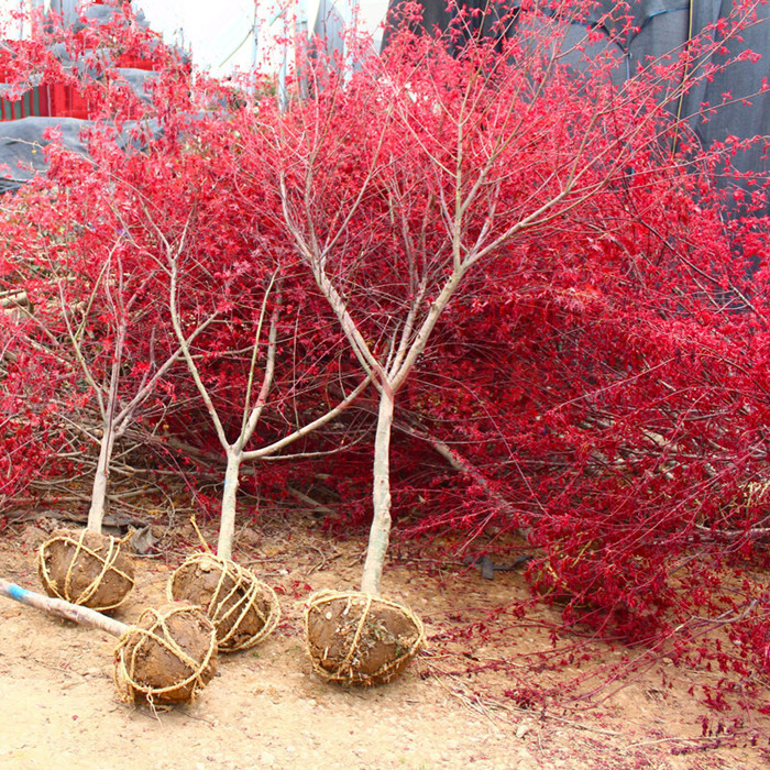 紅楓樹苗 庭院盆栽日本紅楓 中國紅楓黃金楓盆栽盆景樹樁紅楓小苗在類目 居家日用, 家居健康用品, 空氣淨化劑中 - 來自Buy2taobao.com提供專業的淘寶代購服務