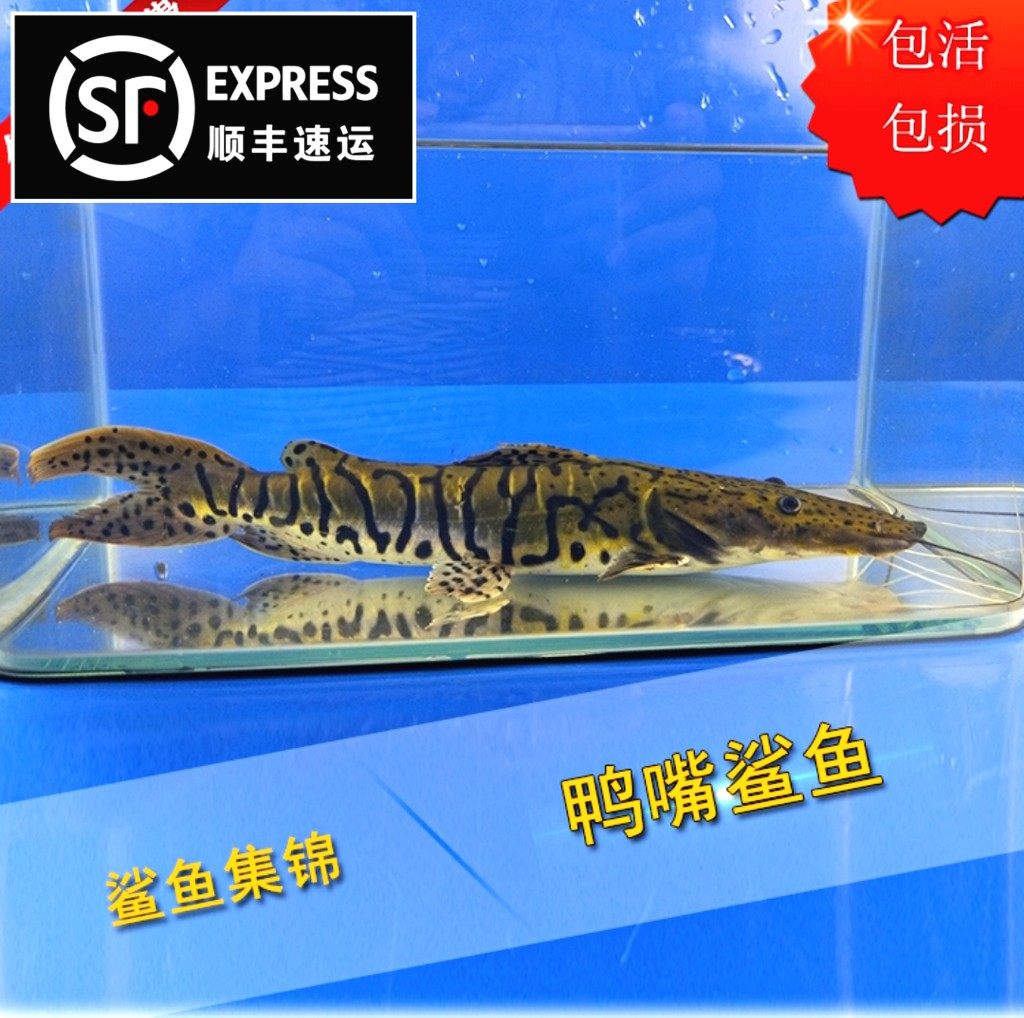 顺丰包邮虎纹鸭嘴鲨鱼活体底层凶猛肉食鱼龙鱼配鱼大型热带观赏鱼