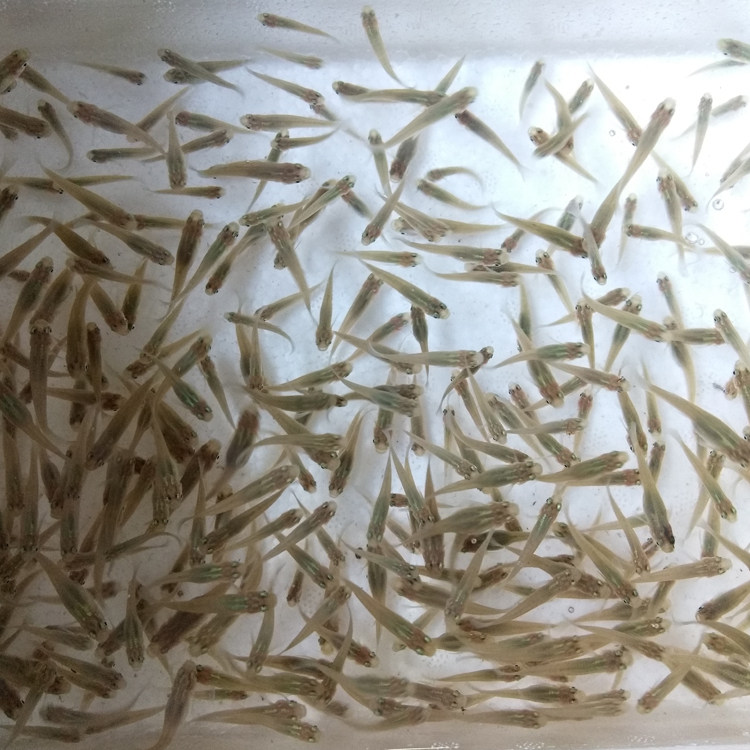 大肚鱼活体喂乌龟虎鱼银龙铅笔招财猫地图鹦鹉鱼食蚊鱼循环生小鱼