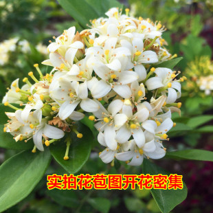 芳香九里香花苗七里香花开驱蚊盆栽当年开花室外阳台植物四季常绿