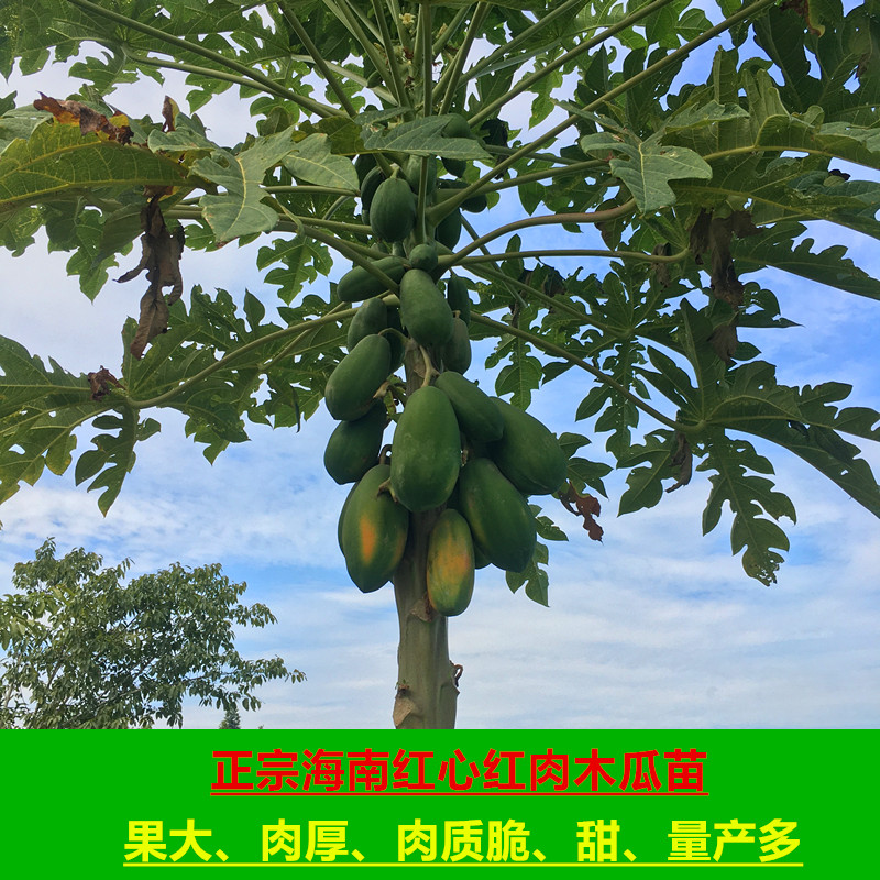 正宗海南红心红肉木瓜水果树苗乳瓜苗室外种植当年移植当年结果苗