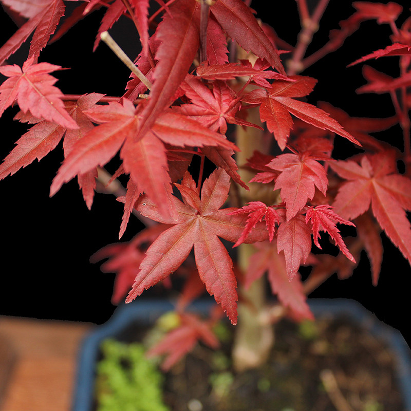 盆景大师袁梦蛟作品 红飞翠舞 杭派盆景 出猩猩 红枫盆景