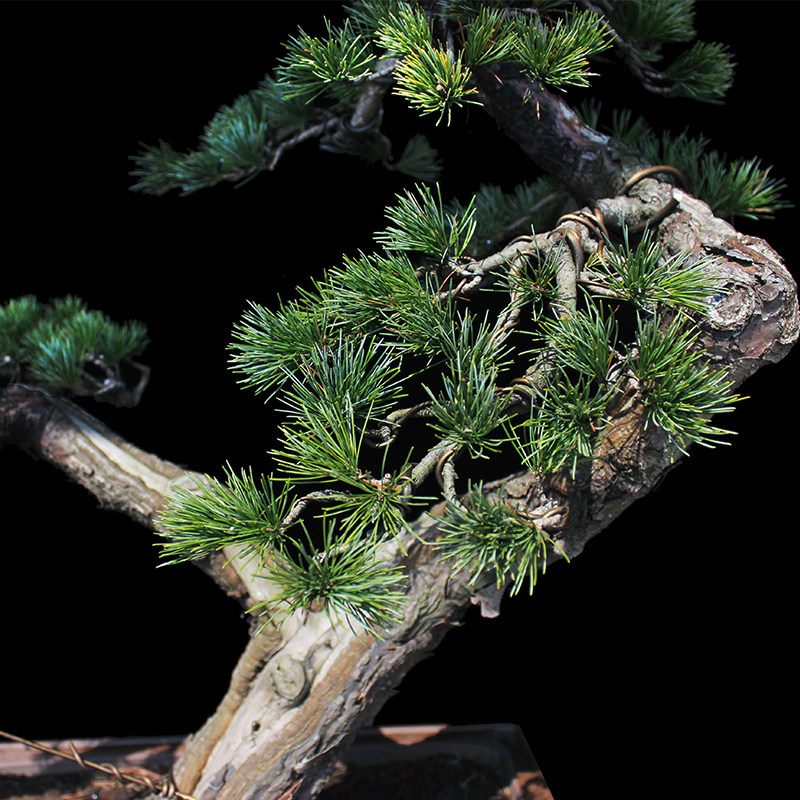 盆景大师袁梦蛟作品 风度翩翩 杭派盆景 中型五针松盆景