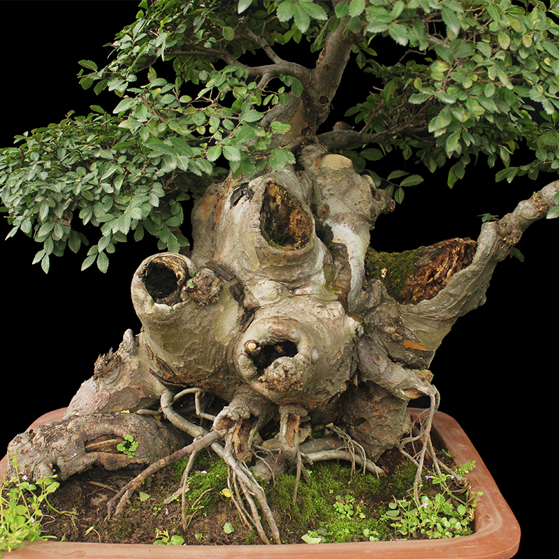 盆景大师袁梦蛟作品 榆木疙瘩 杭派盆景 榆树盆景