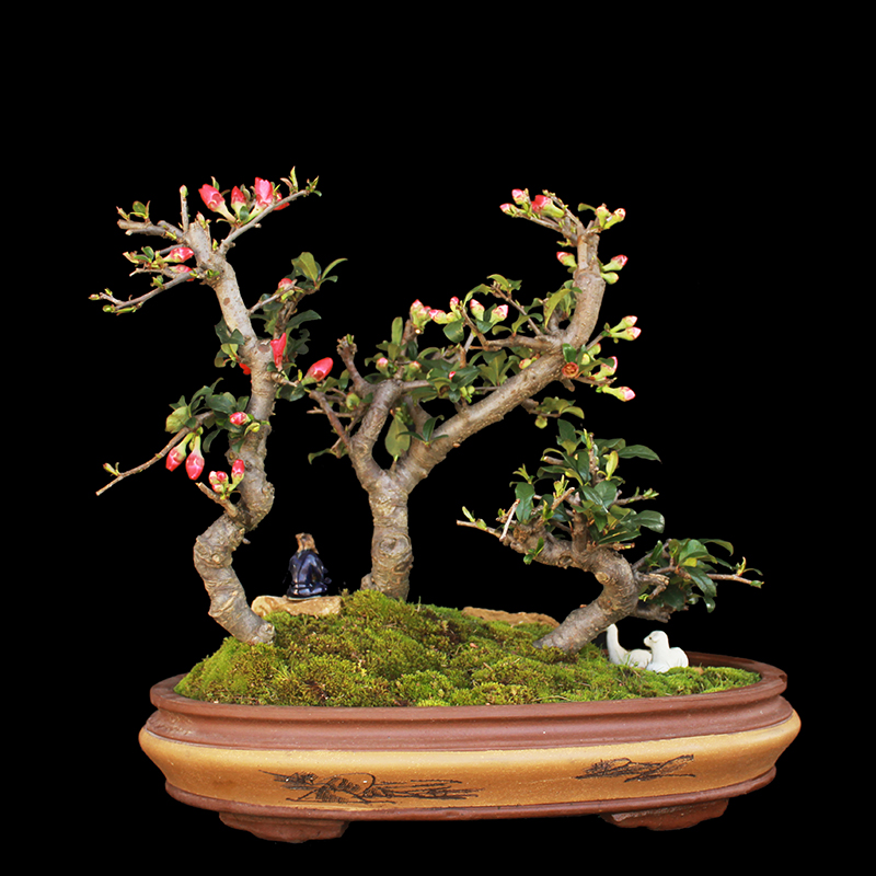 盆景大师袁梦蛟作品 花容月貌 杭派盆景 木瓜海棠盆景