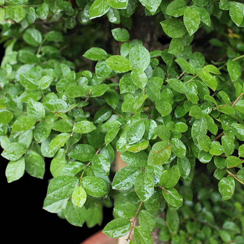 盆景大师袁梦蛟作品 大千世界 杭派盆景 雀梅盆景