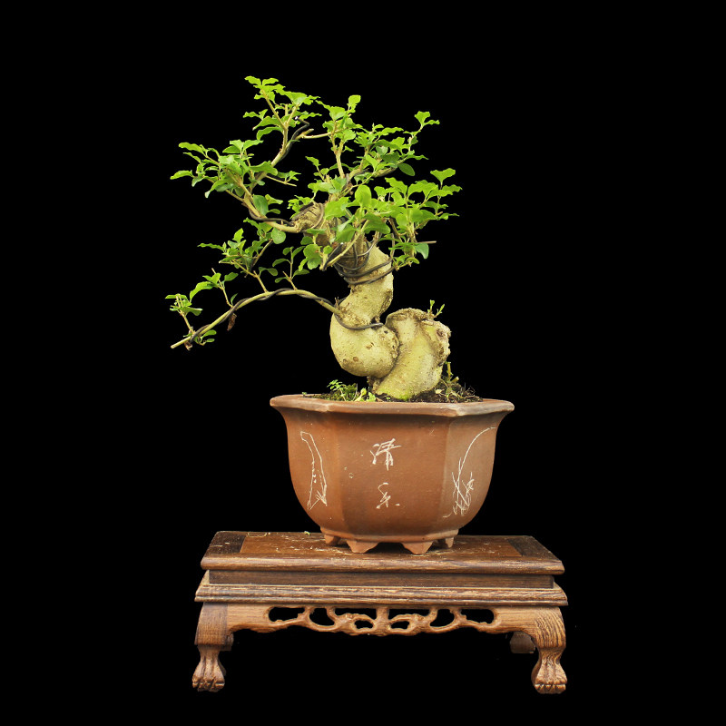 盆景大师袁梦蛟作品 迎风 杭派盆景 日本小叶女贞盆景