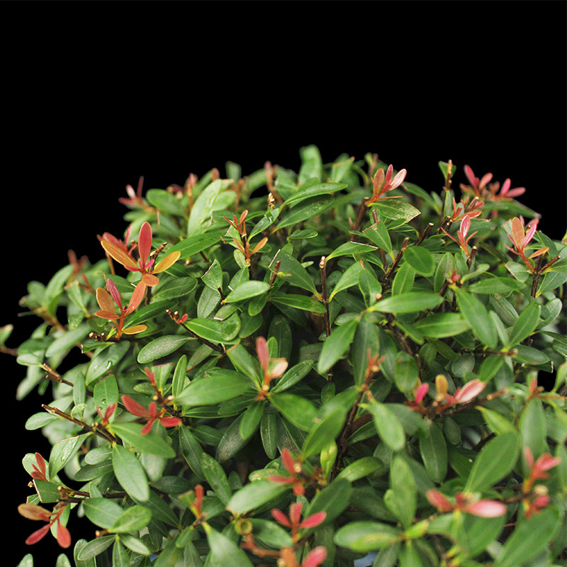 盆景大师袁梦蛟作品 窈窕 杭派盆景 红芽小叶赤楠盆景