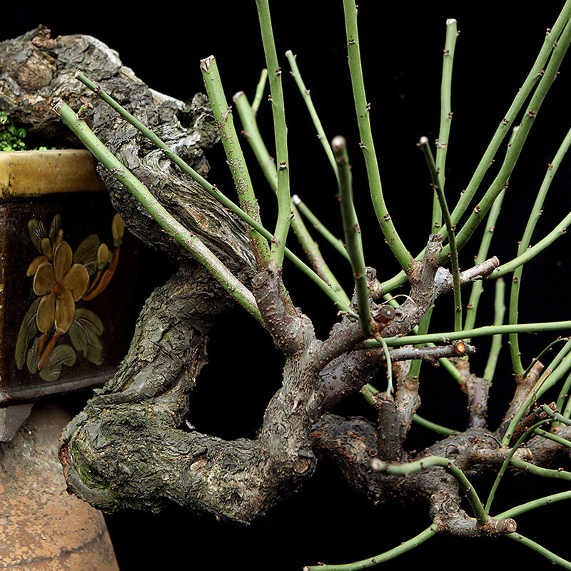 盆景大师袁梦蛟作品 移花接木 杭派盆景 梅花桩盆景