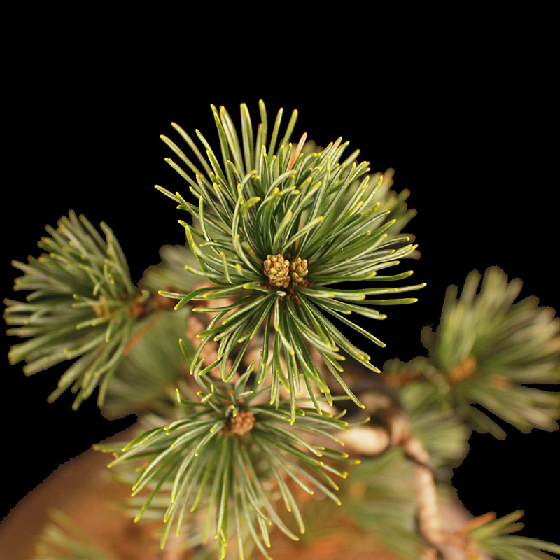 盆景大师袁梦蛟作品 发芽 杭派盆景 五针松盆景